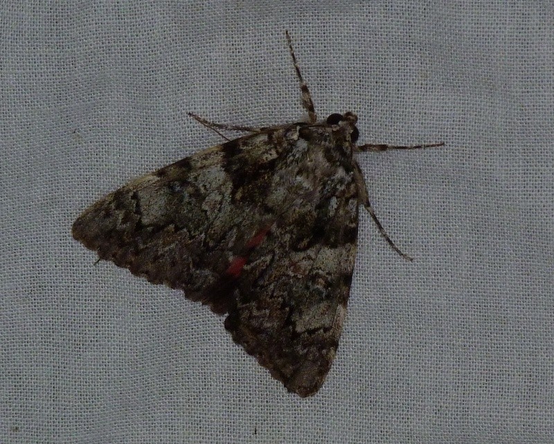 [Catocala promissa, Cyclophora punctaria, Agrotis segetum, Mamestra brassicae, Mesapamea sp] Macro du 6 août: 1_cato11