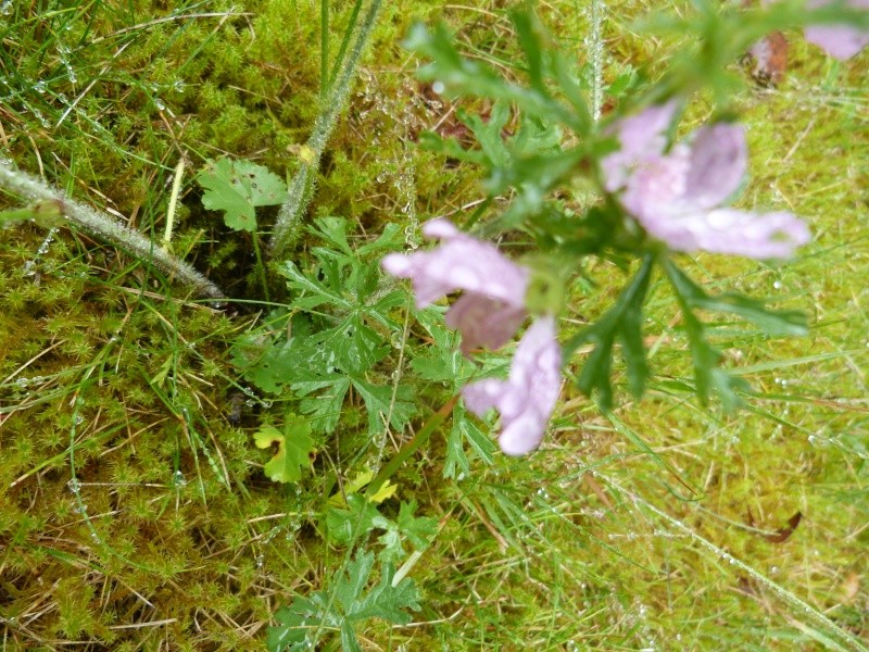 [Carcharodus alceae] plante hôte de la chenille; Malva moshata P1710416