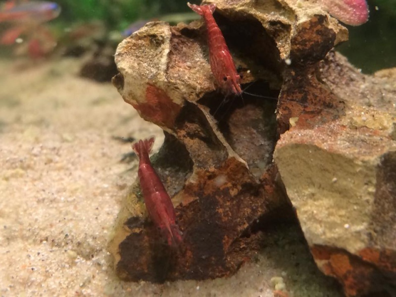 Aquarium de Fluo 11165212