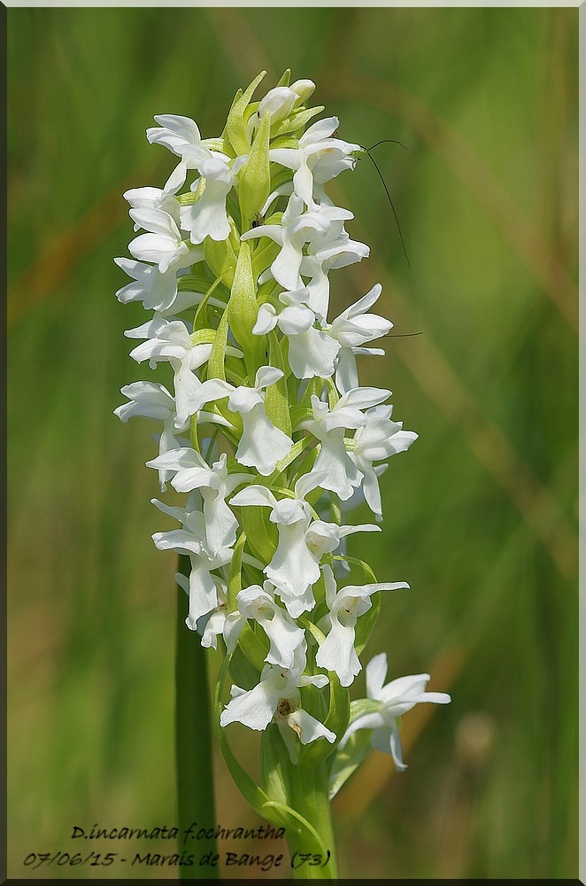 Dactylorhiza incarnata ( Orchis incarnat ) Imgp0925