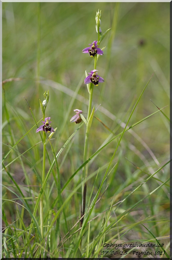 Ophrys gresivaudanica ( Ophrys du Grésivaudan ) Imgp1015