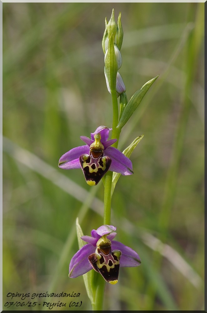 Ophrys gresivaudanica ( Ophrys du Grésivaudan ) Imgp1019
