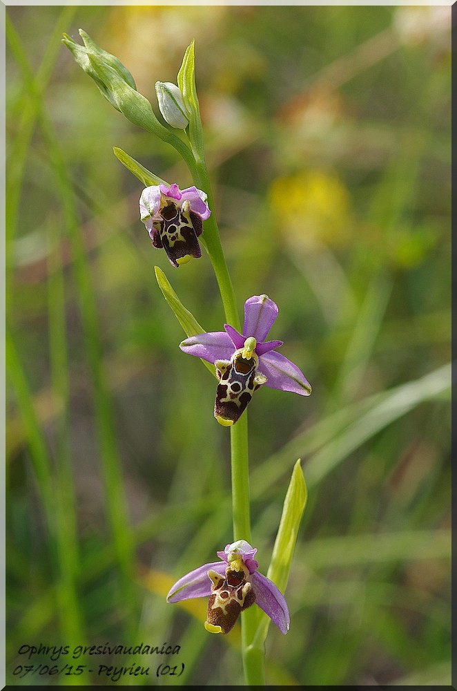 Ophrys gresivaudanica ( Ophrys du Grésivaudan ) Imgp1020