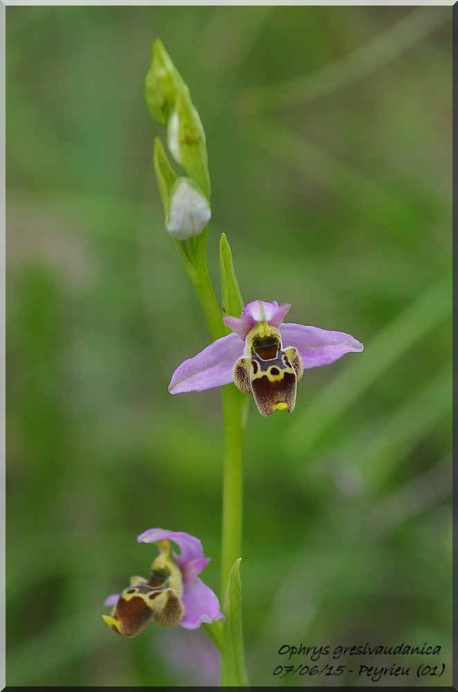 Ophrys gresivaudanica ( Ophrys du Grésivaudan ) Imgp1022