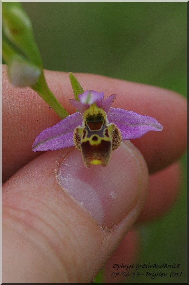 Ophrys gresivaudanica ( Ophrys du Grésivaudan ) Imgp1023