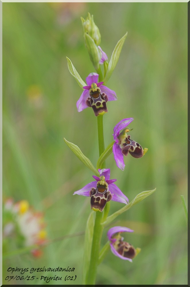 Ophrys gresivaudanica ( Ophrys du Grésivaudan ) Imgp1110