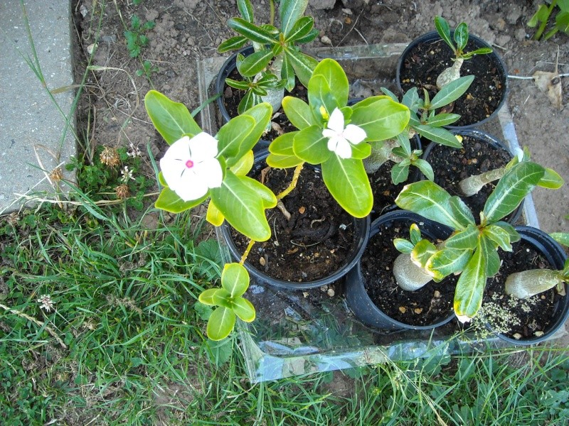 semi d adenium et plumeria sur laine de roche - Page 9 Marc_010