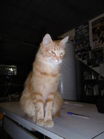 Trouve Chat Roux Poils Mi Longs A Colomiers