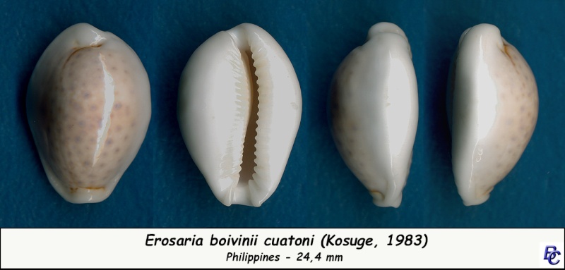 Naria boivinii cuatoni (Kosuge, 1983) voir Naria boivinii Boivin10