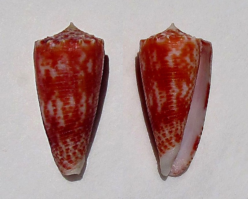 Conus (Phasmoconus) marielae  Rehder & Wilson, 1975 C_mari10