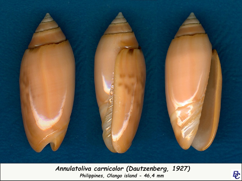 Annulatoliva carnicolor (Dautzenberg, 1927) - Page 2 Carnic11
