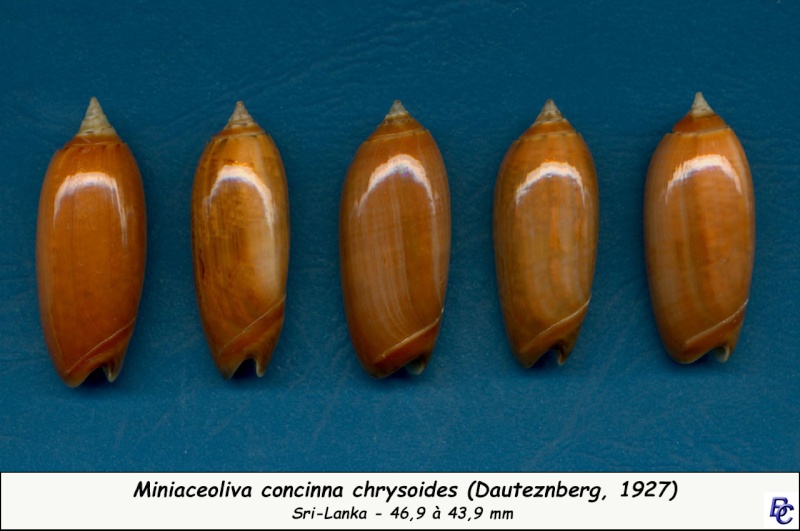 Miniaceoliva concinna f. kremerorum (Petuch & Sargent, 1986) Concin22