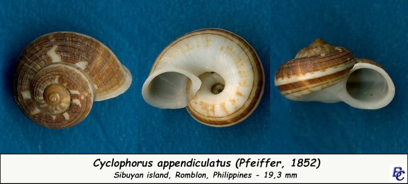 Cyclophorus appendiculatus (Pfeiffer, 1852) Cyclop15