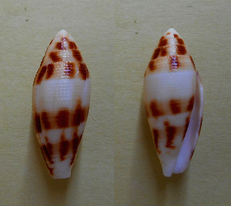 Conus (Turriconus) mitratus   Hwass in Bruguière, 1792 Dscn5710