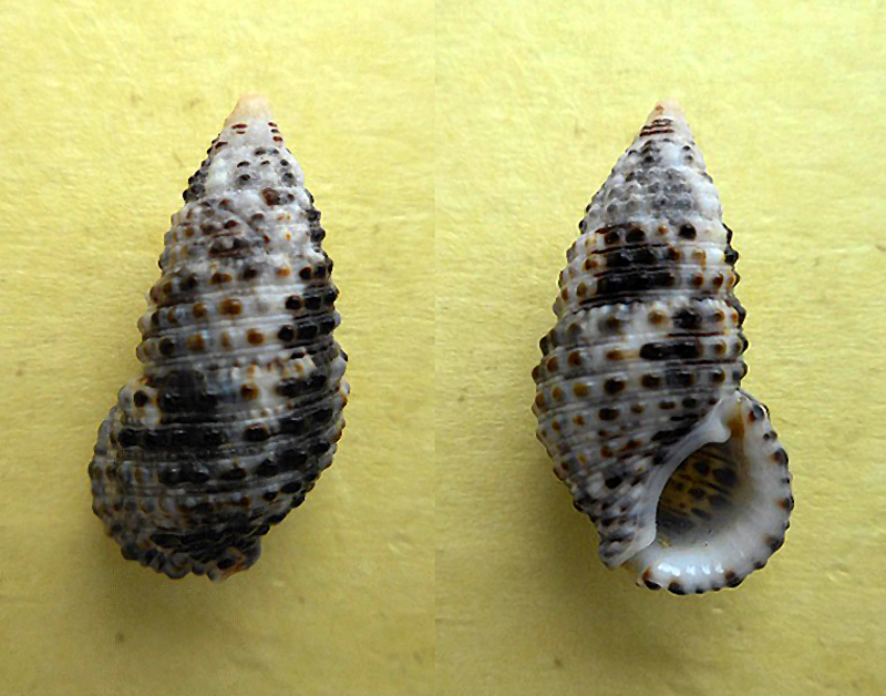 Clypeomorus bifasciatus - Clypeomorus bifasciata (G. B. Sowerby II, 1855) Dscn5814