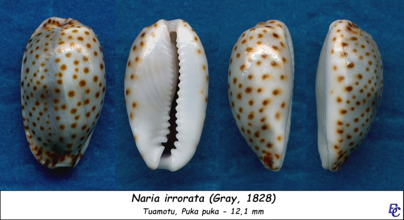 Naria irrorata (J. E. Gray, 1828) Irrora10