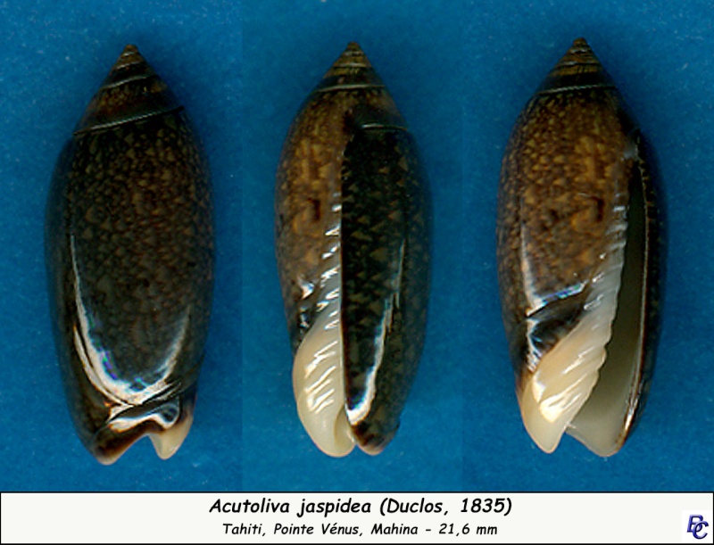 Acutoliva esiodina Duclos, 1844 - Worms = Oliva (Acutoliva) esiodina Duclos, 1844 Jaspid10