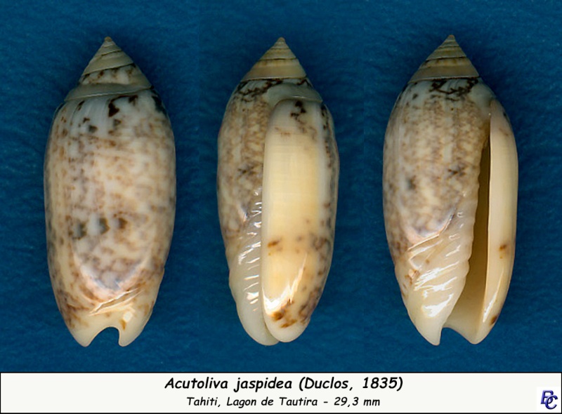 Acutoliva esiodina Duclos, 1844 - Worms = Oliva (Acutoliva) esiodina Duclos, 1844 Jaspid11