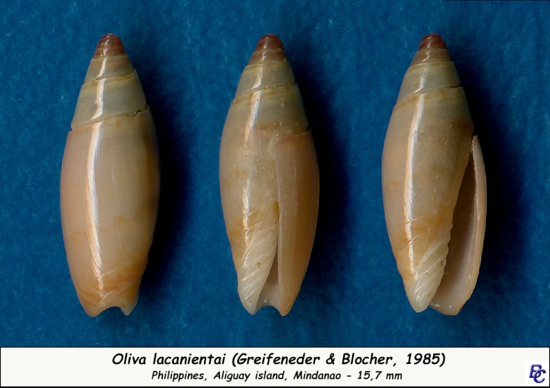 Oliva lacanientai (Greinfeneder & Blöcher, 1885) Lacani10