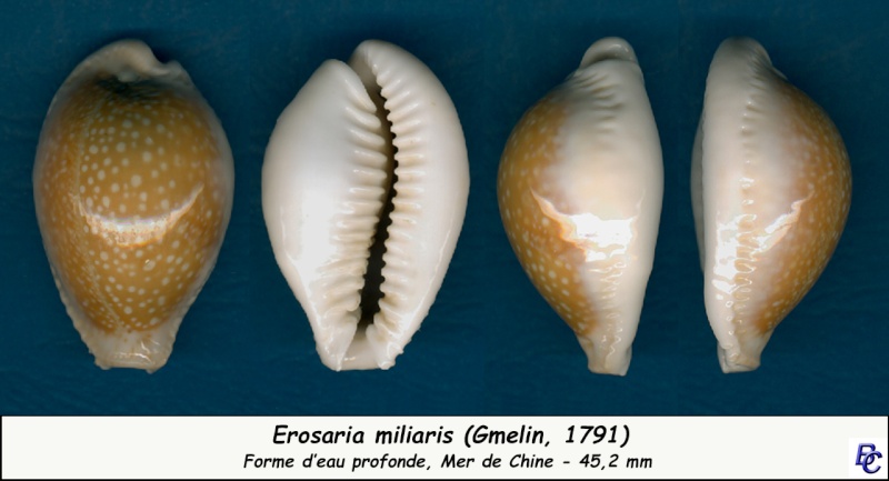 Naria miliaris - (Gmelin, 1791) - Page 2 Miliar11