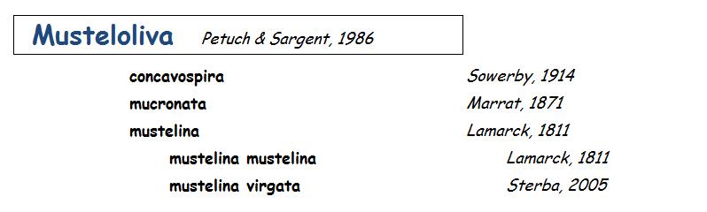  Olividae Musteloliva - Le genre, ses espèces, la planche Mustel14