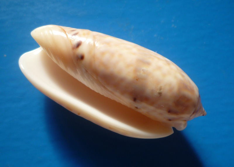 Miniaceoliva pica (Lamarck, 1811) - Worms = Oliva pica Lamarck, 1811 Oliva_30