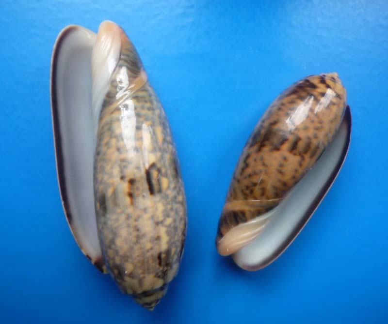 Miniaceoliva tremulina (Lamarck, 1811) - Worms = Oliva (Miniaceoliva) tremulina Lamarck, 1811 Oliva_33