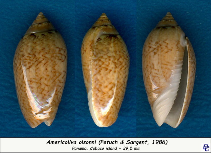 Americoliva olssoni (Petuch & Sargent, 1986) - Worms = Oliva olssoni Petuch & Sargent, 1986 Olsson10