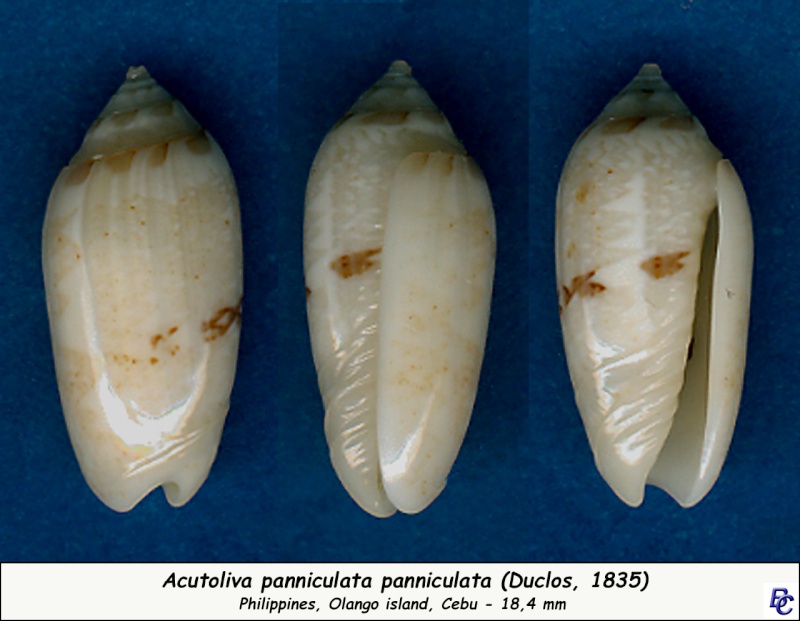Acutoliva panniculata panniculata (Duclos, 1835) - Worms = Oliva (Acutoliva) panniculata Duclos, 1835 Pannic10