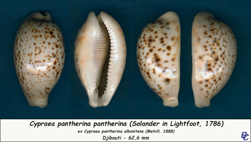 Cypraea pantherina f. albonitens - (Melvill, 1888) Panthe13