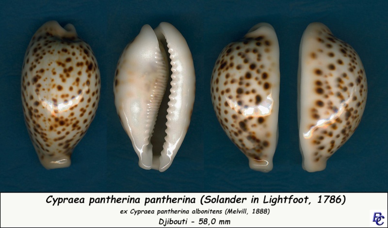 Cypraea pantherina f. albonitens - (Melvill, 1888) Panthe15
