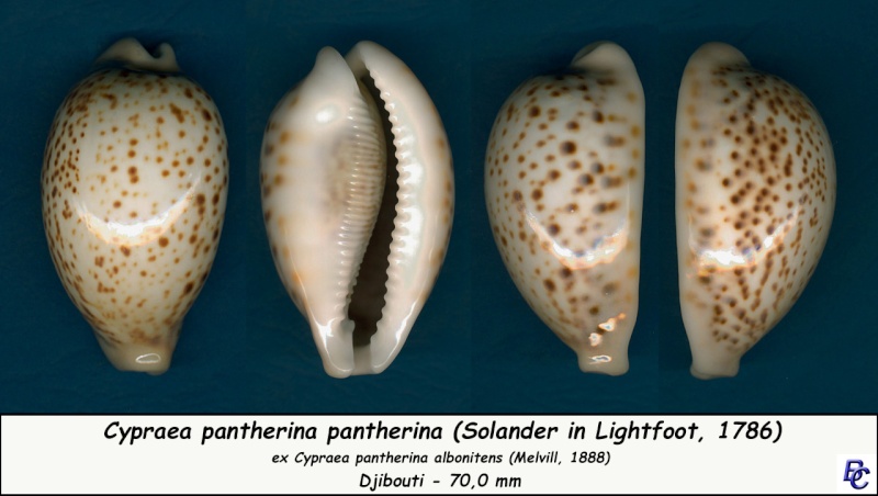 Cypraea pantherina f. albonitens - (Melvill, 1888) Panthe16