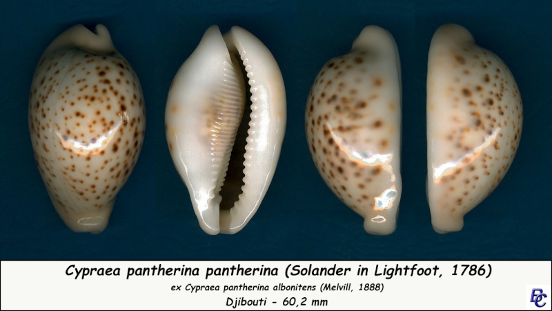 Cypraea pantherina f. albonitens - (Melvill, 1888) Panthe18