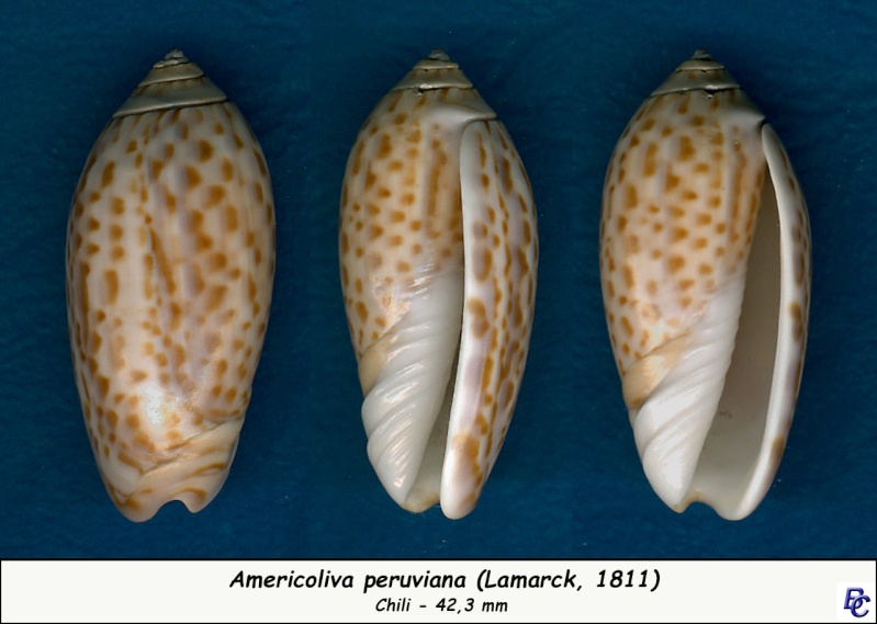 Olividae - Olivinae : Felicioliva peruviana (Lamarck, 1811) Peruvi11