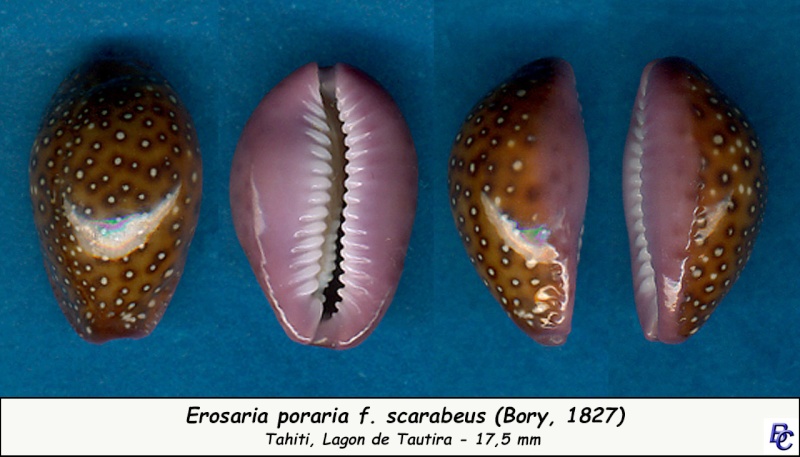 Naria poraria scarabeus (Bory, 1827) voir Naria poraria Porari10
