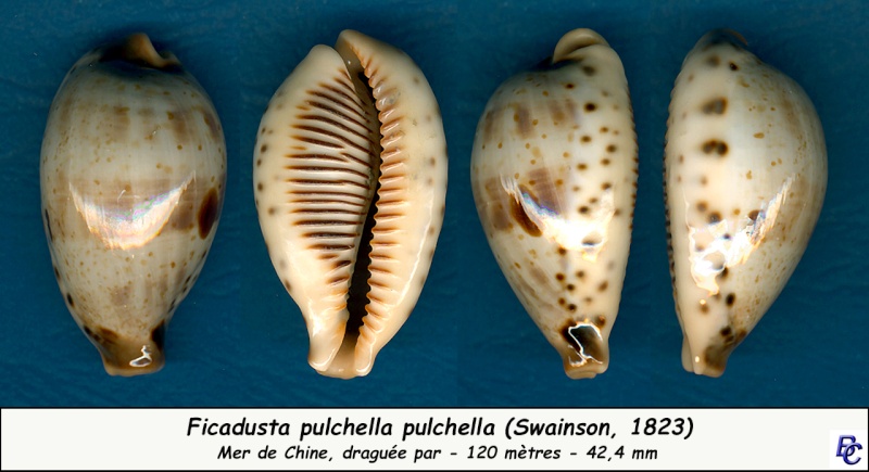Ficadusta pulchella pulchella (Swainson, 1823)  Pulche10