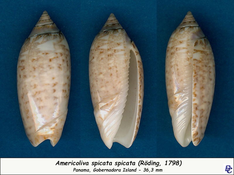 Americoliva spicata spicata (Röding, 1798) - Worms = Oliva spicata (Röding, 1798) Spicat10
