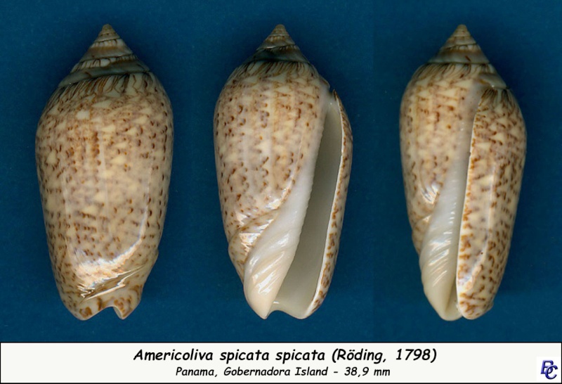 Americoliva spicata spicata (Röding, 1798) - Worms = Oliva spicata (Röding, 1798) Spicat11