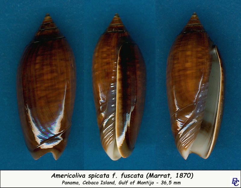 Americoliva spicata fuscata (Marrat, 1870)  - Worms = Oliva spicata (Röding, 1798) Spicat12