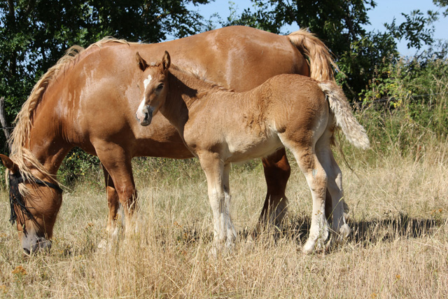 Fénix, poulain croisé Irish Cob (Urioso) x Comtoise 551110