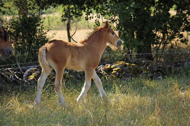 Fénix, poulain croisé Irish Cob (Urioso) x Comtoise 551310