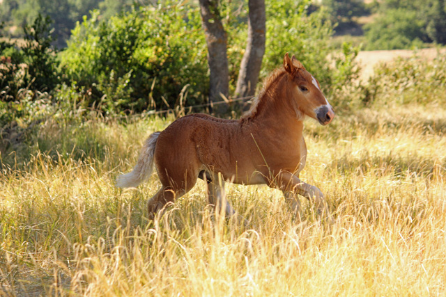 Fénix, poulain croisé Irish Cob (Urioso) x Comtoise 551610