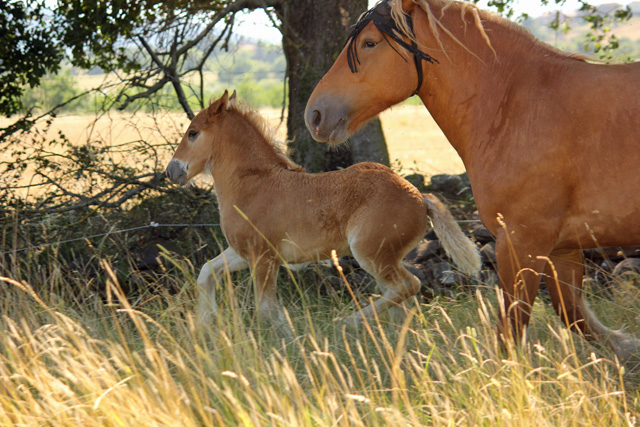 Fénix, poulain croisé Irish Cob (Urioso) x Comtoise 551910