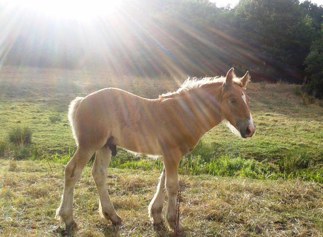 Fénix, poulain croisé Irish Cob (Urioso) x Comtoise 553610