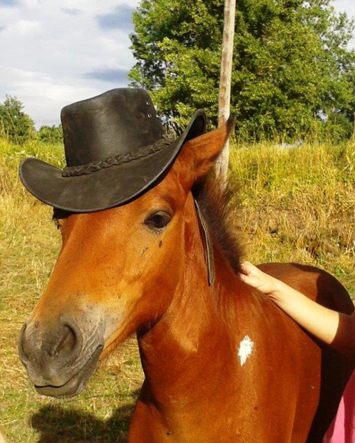 Fénix, poulain croisé Irish Cob (Urioso) x Comtoise 554010