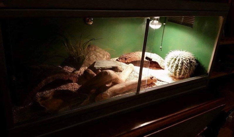 Le terrarium de mon gecko 11903510