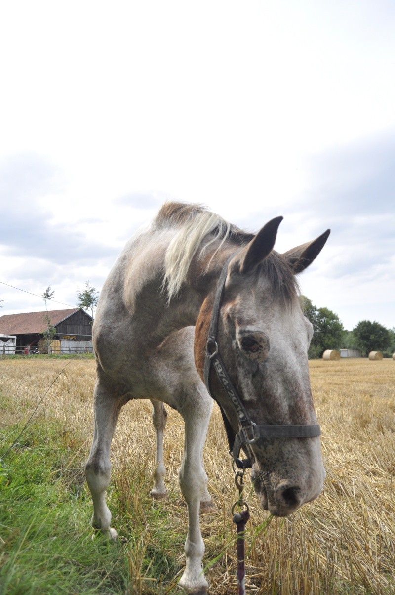 EGLANTINE - ONC selle typée Appaloosa née en 1993 - adoptée en août 2011 par anne-canelle - Page 5 Balade14