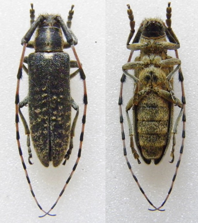 [Agapanthia (Epoptes) sicula ssp. malmerendii] Agapanthia 0510