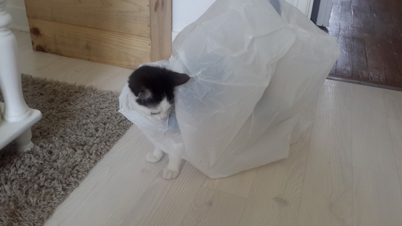 Concours photo du mois de Juin "Vos chats et les sachets plastiques" 20150610