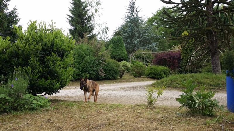 JENNA femelle croisée malinois x berger allemand 16 mois - Page 8 20150613